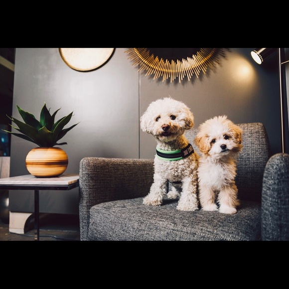 Meet your Posher, Noushin - Picture 4 of 4